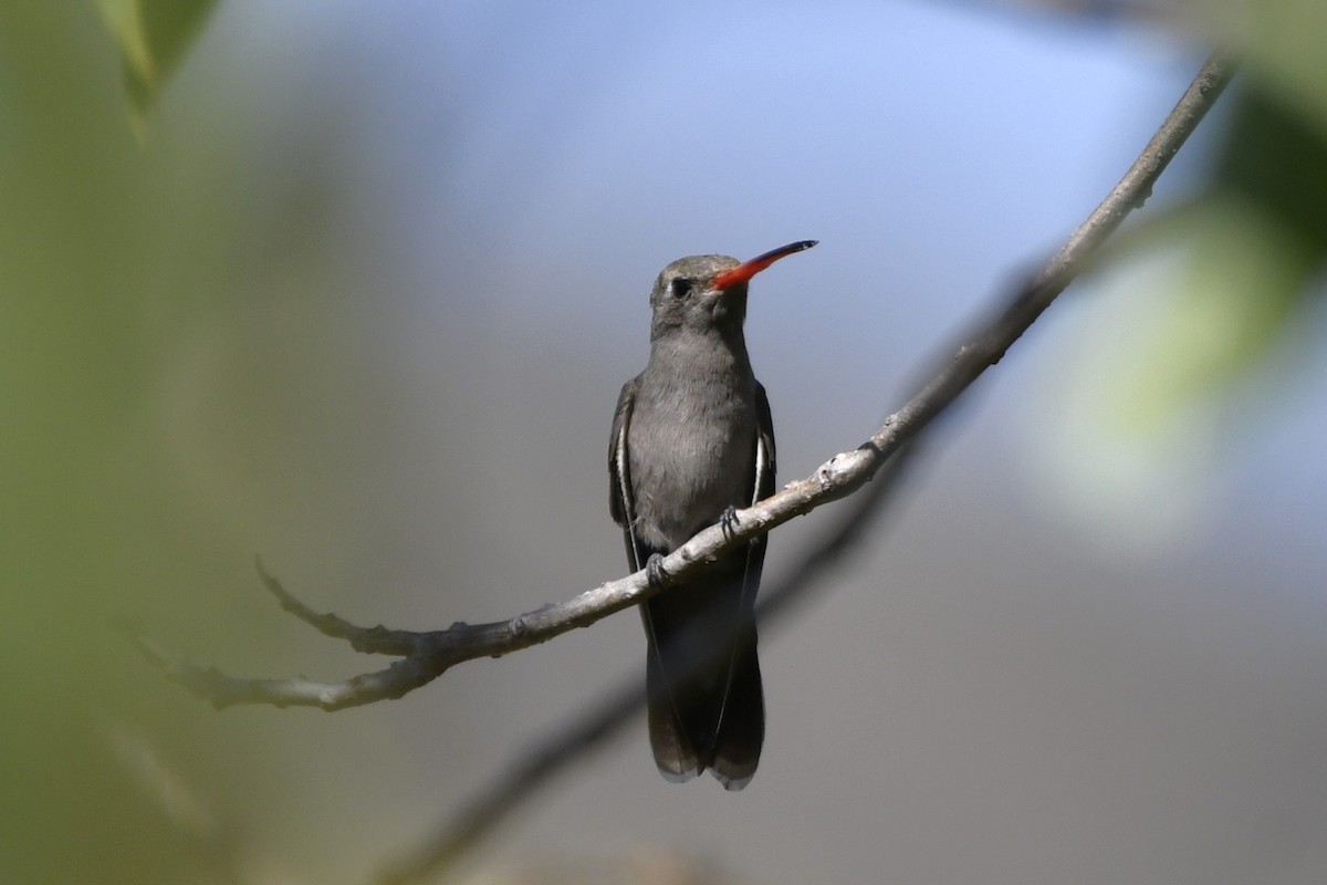 Colibri sombre - ML646280711