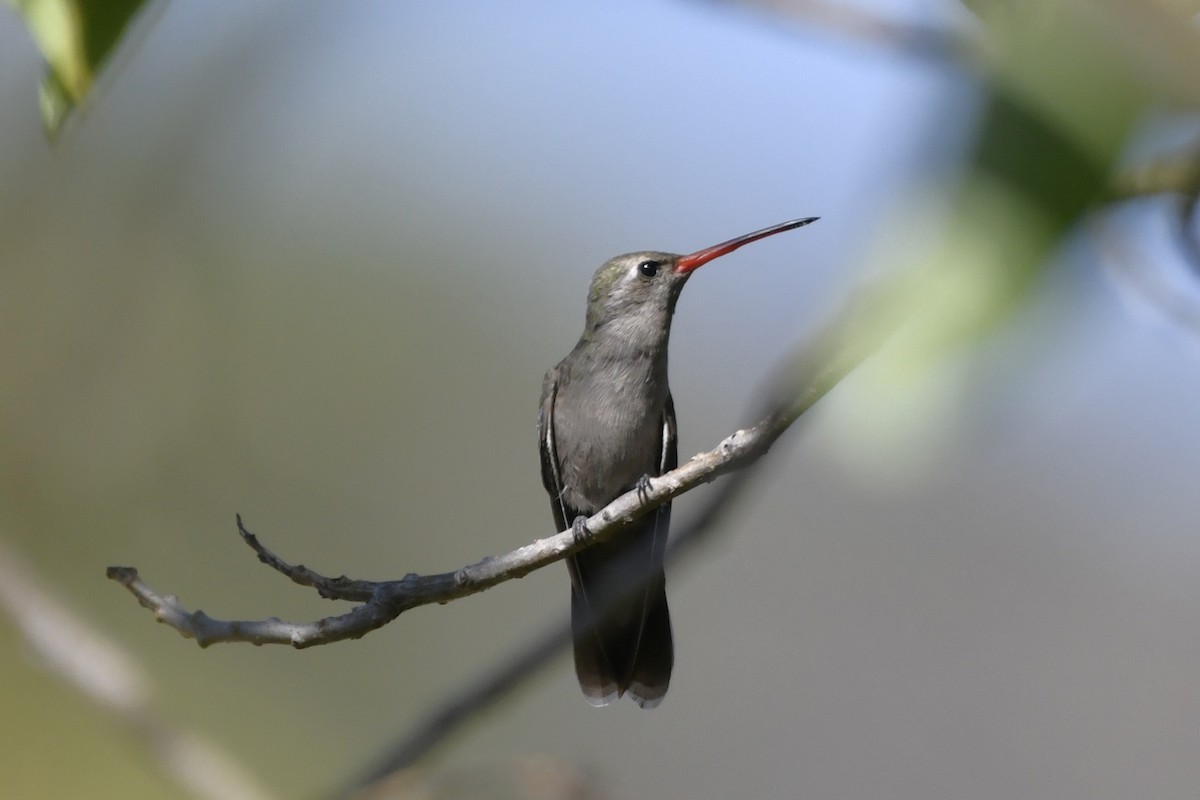 Colibri sombre - ML646280712