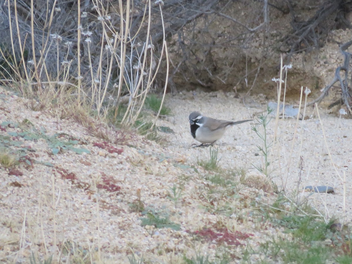 Bruant à gorge noire - ML646280714