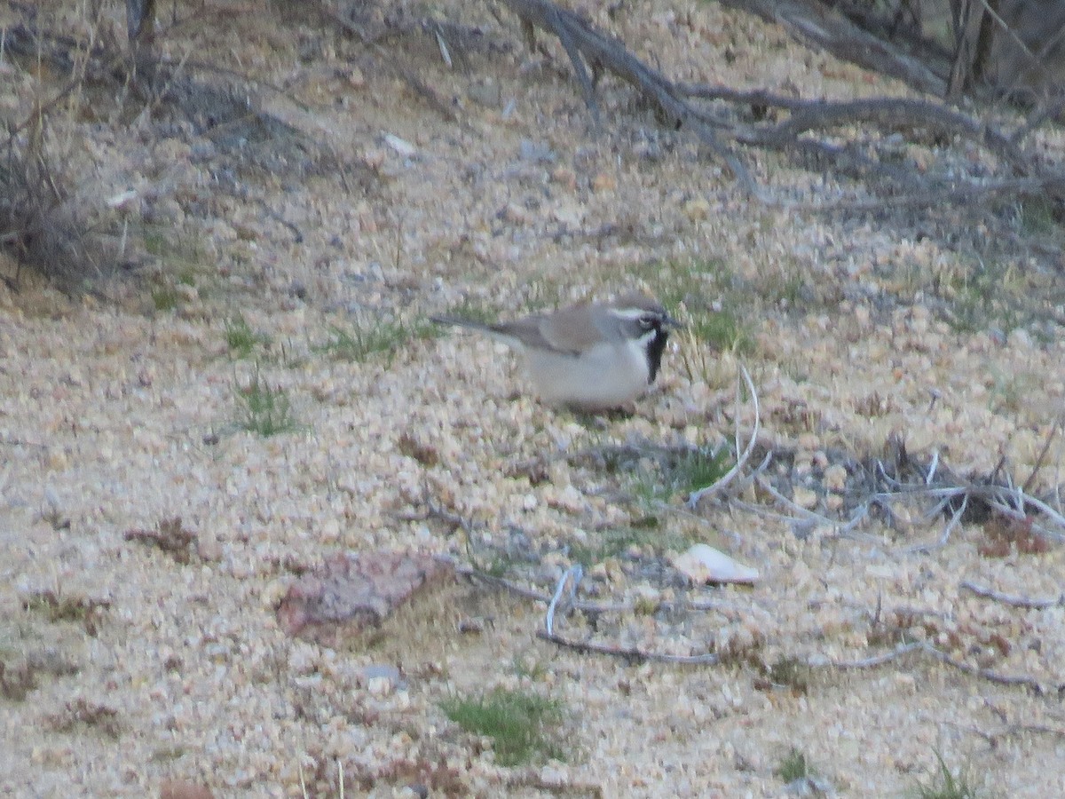 Bruant à gorge noire - ML646280715