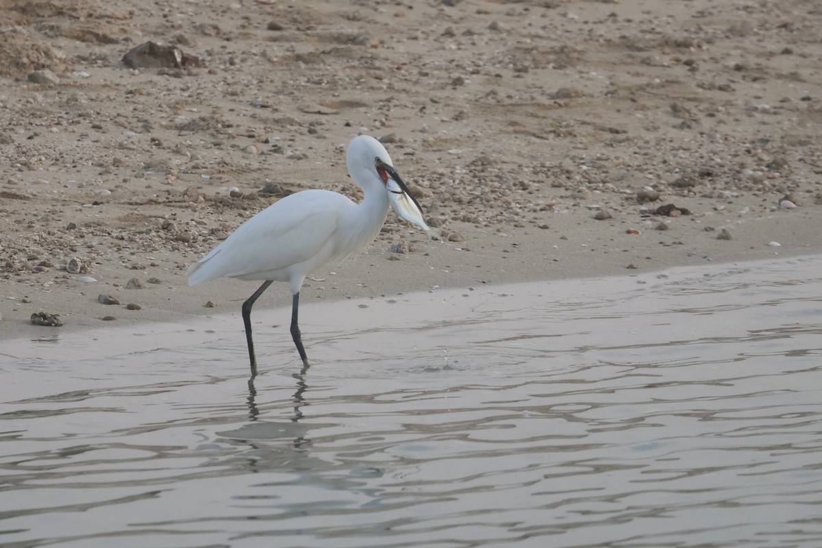 Aigrette à gorge blanche - ML646280716