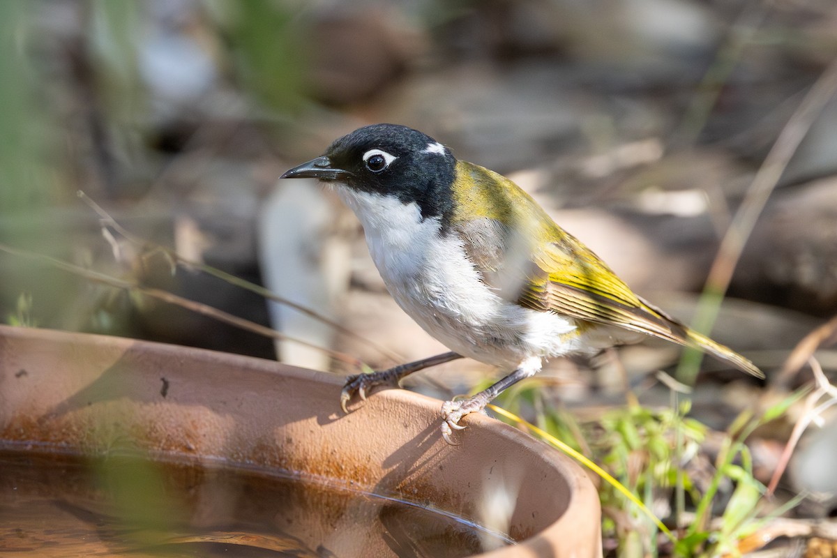 Méliphage du Swan - ML646280717