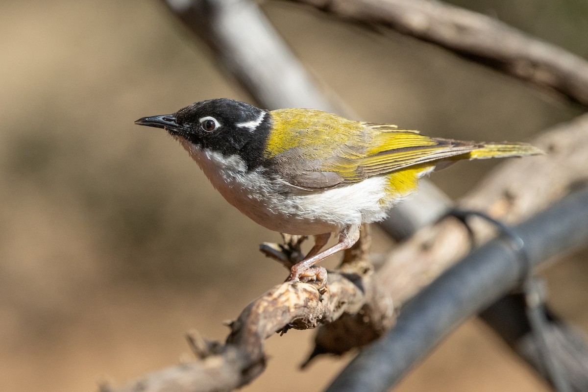 Méliphage du Swan - ML646280718