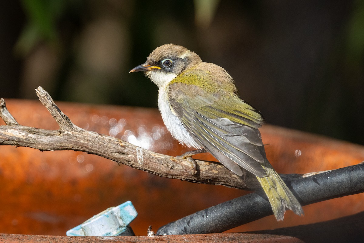 Méliphage à tête brune - ML646280719