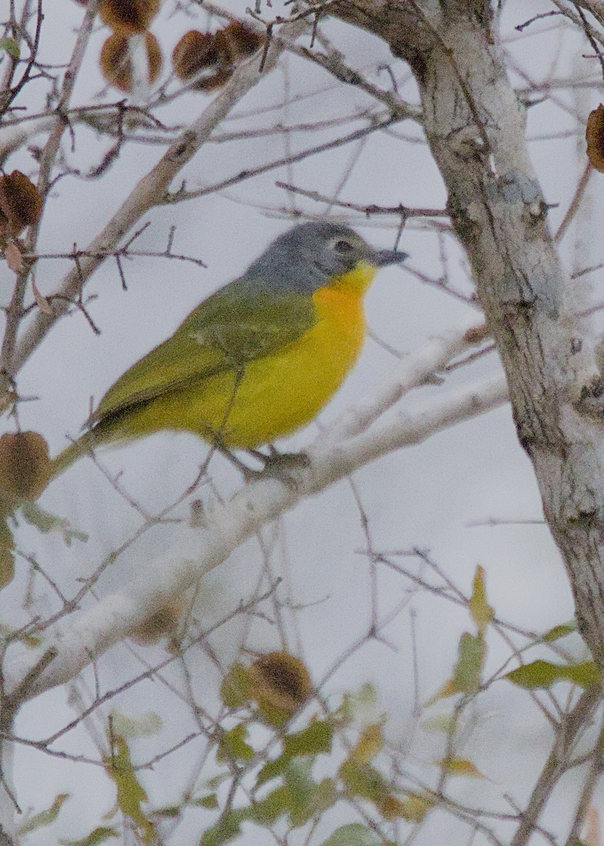 Gonolek soufré - ML646280720