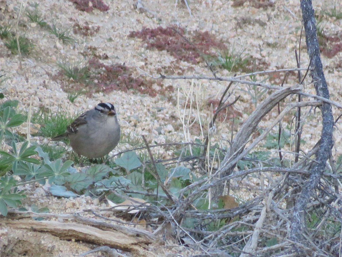 Bruant à couronne blanche - ML646280722