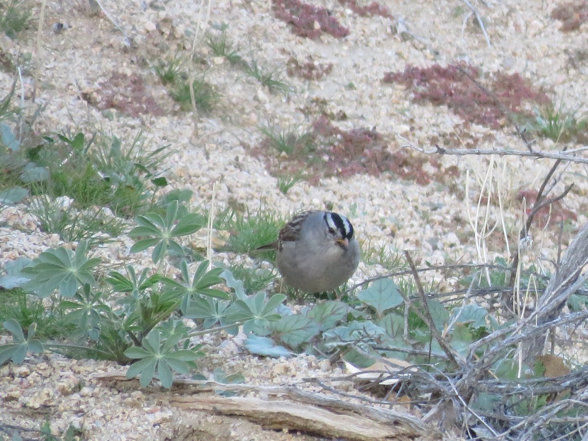 Bruant à couronne blanche - ML646280723