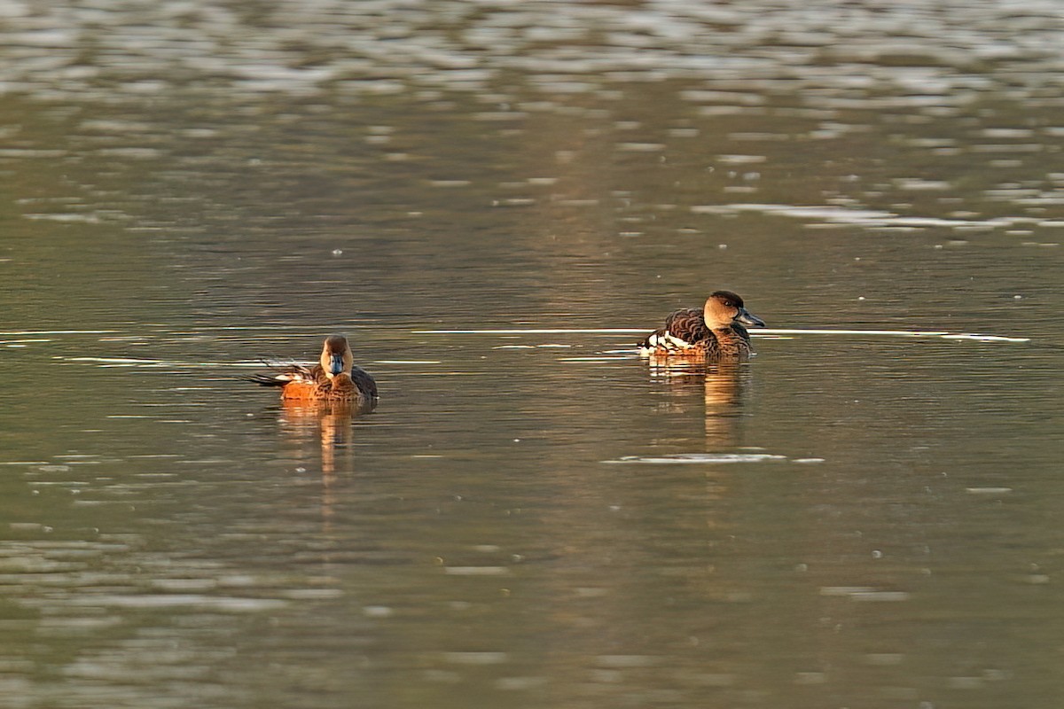 Dendrocygne à lunules - ML646280726