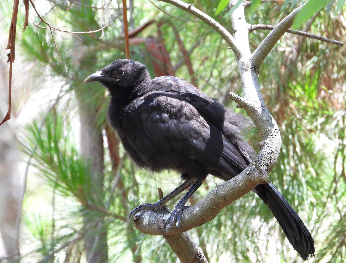 Corbicrave leucoptère - ML646280728