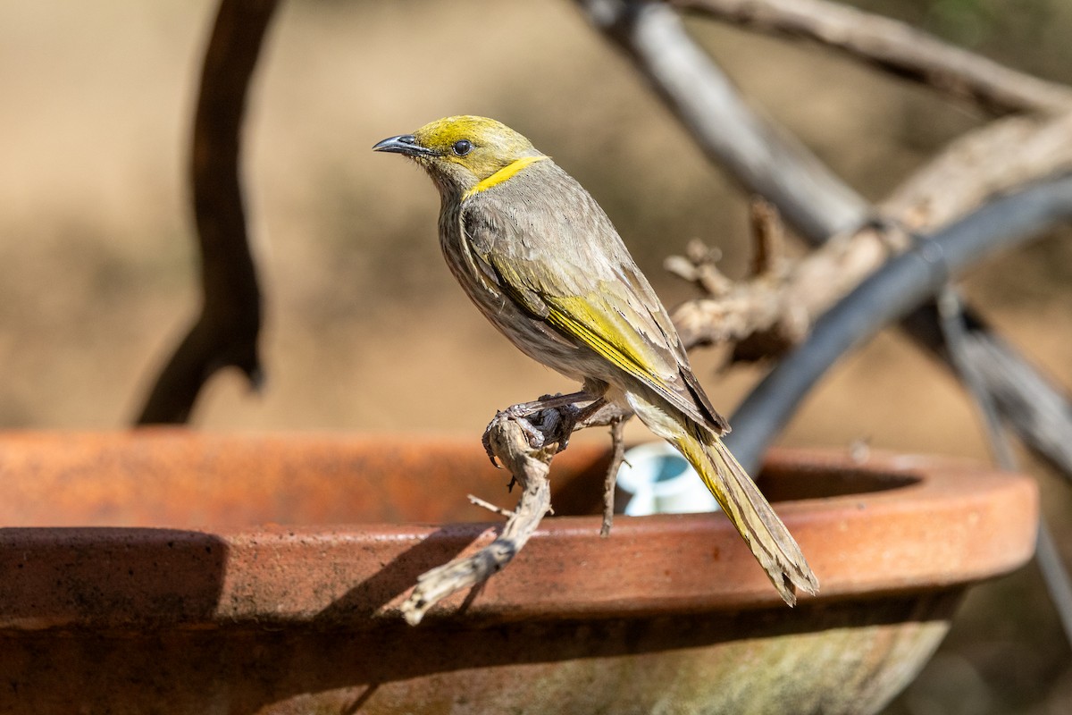 Yellow-plumed Honeyeater - ML646280735