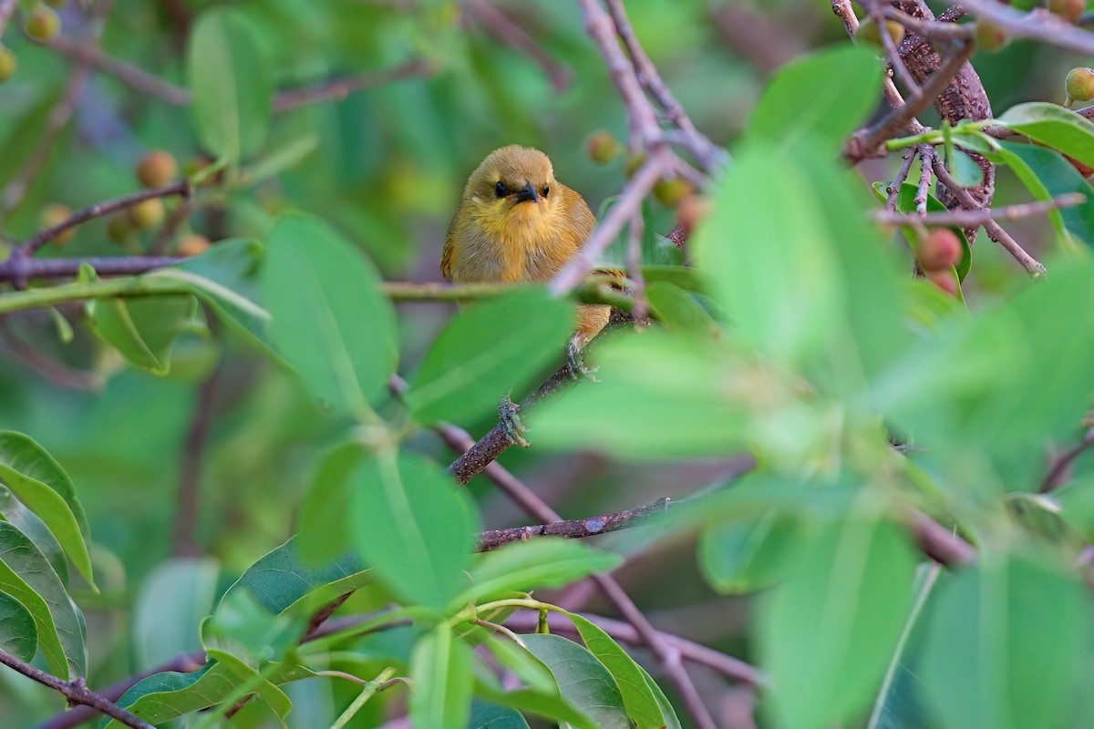 Méliphage jaune - ML646280736