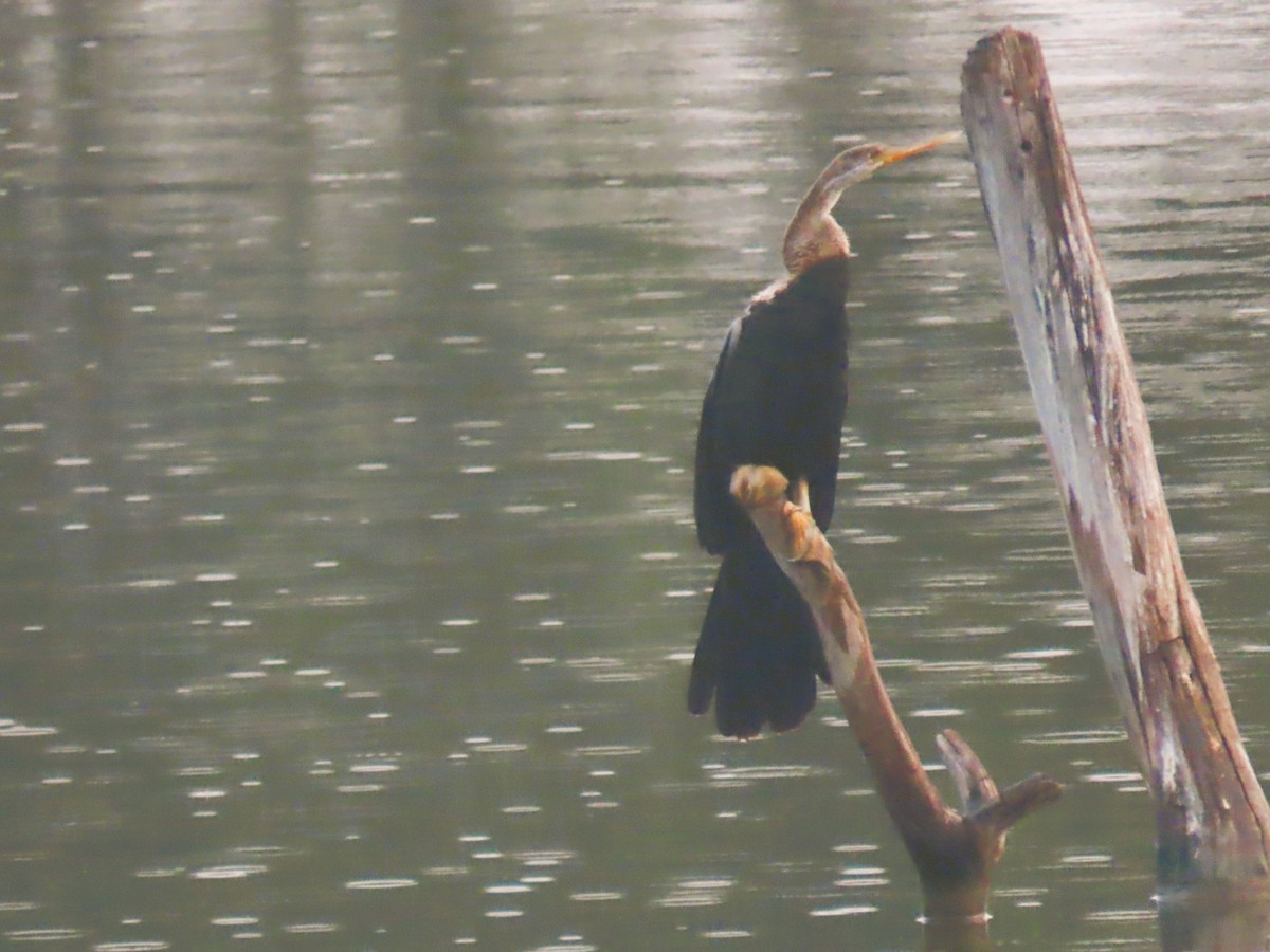 Oriental Darter - ML646280738