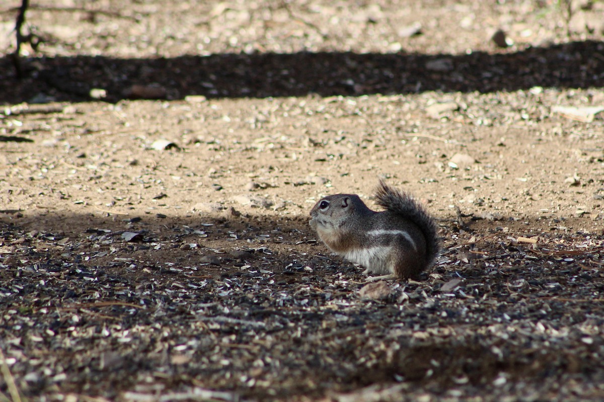 Harris' Antelope Squirrel - ML646280739