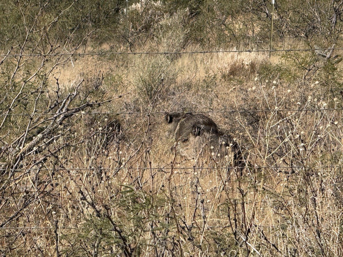 Collared Peccary - ML646280740
