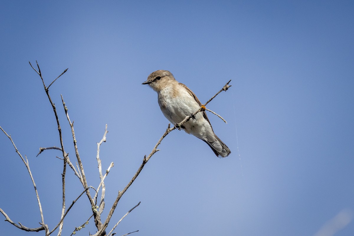 Jacky-winter - ML646280742