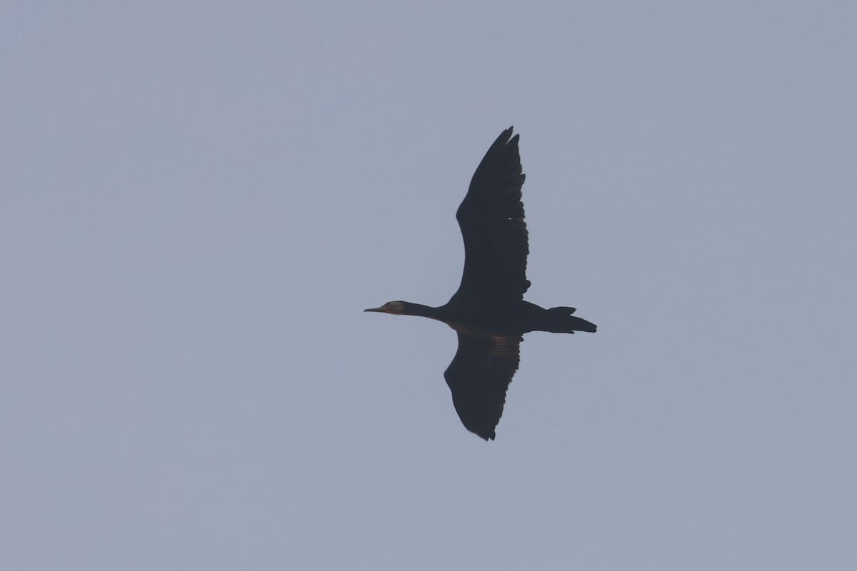 Great Cormorant - ML646280743