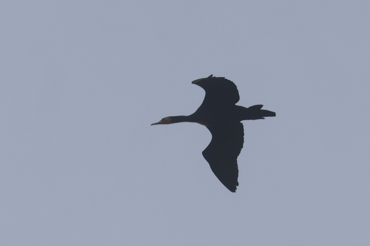 Great Cormorant - ML646280744