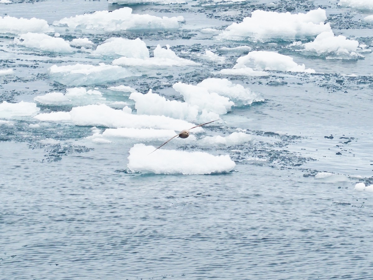 Northern Fulmar - ML646280745