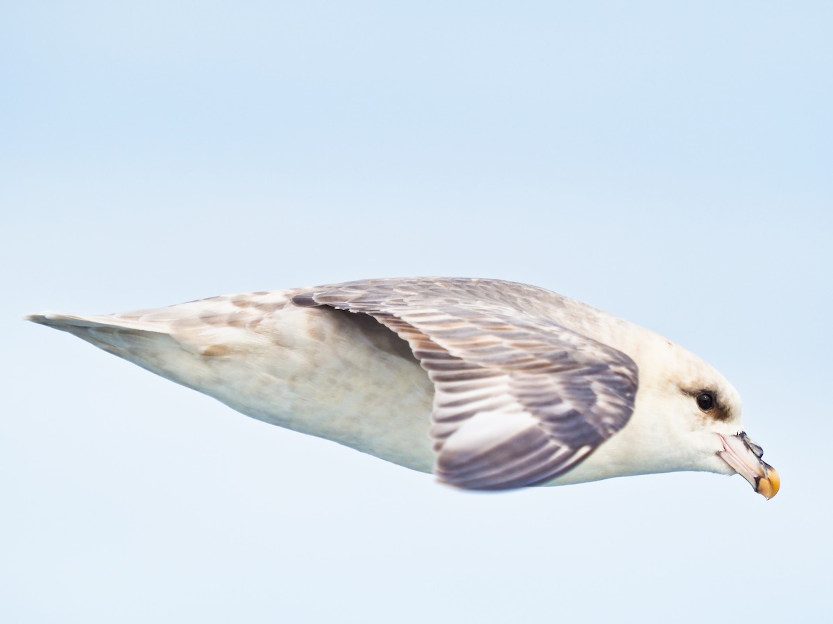 Northern Fulmar - ML646280746