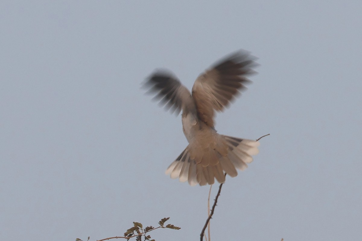 Eurasian Collared-Dove - ML646280747