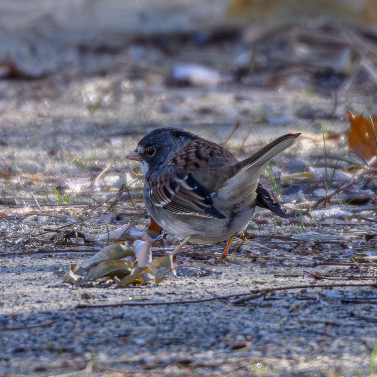 Dark-eyed Junco x White-throated Sparrow (hybrid) - ML646280748