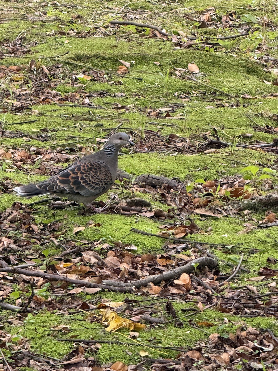 Oriental Turtle-Dove - ML646280749