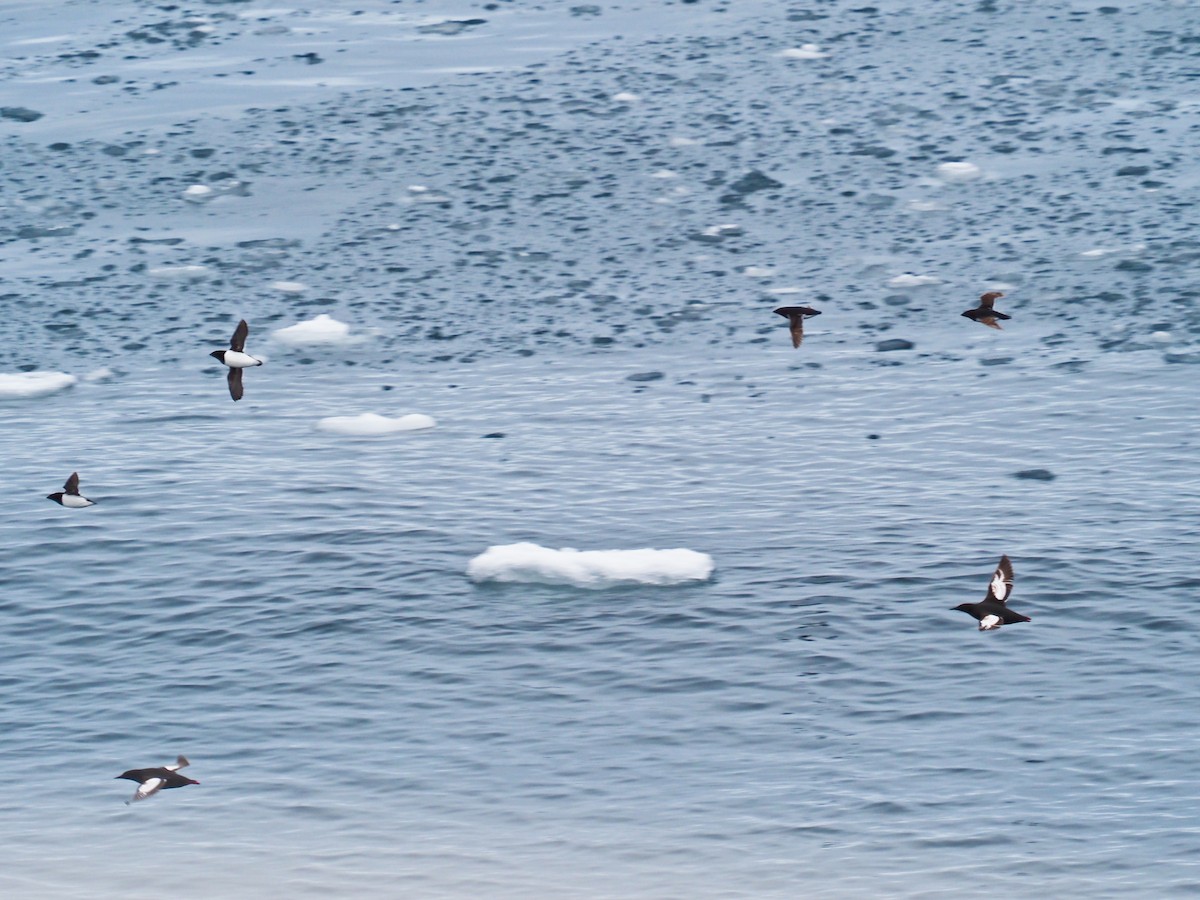 Black Guillemot - ML646280750