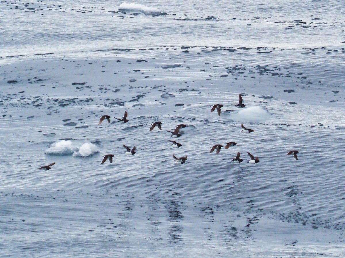 Dovekie - ML646280751