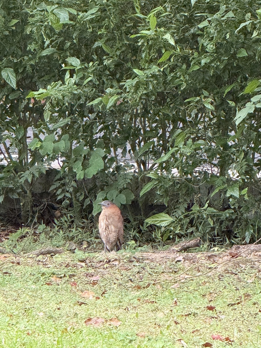 Malayan Night Heron - ML646280752