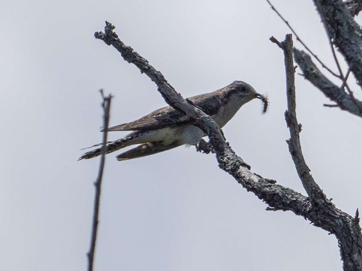 Pallid Cuckoo - ML646280753