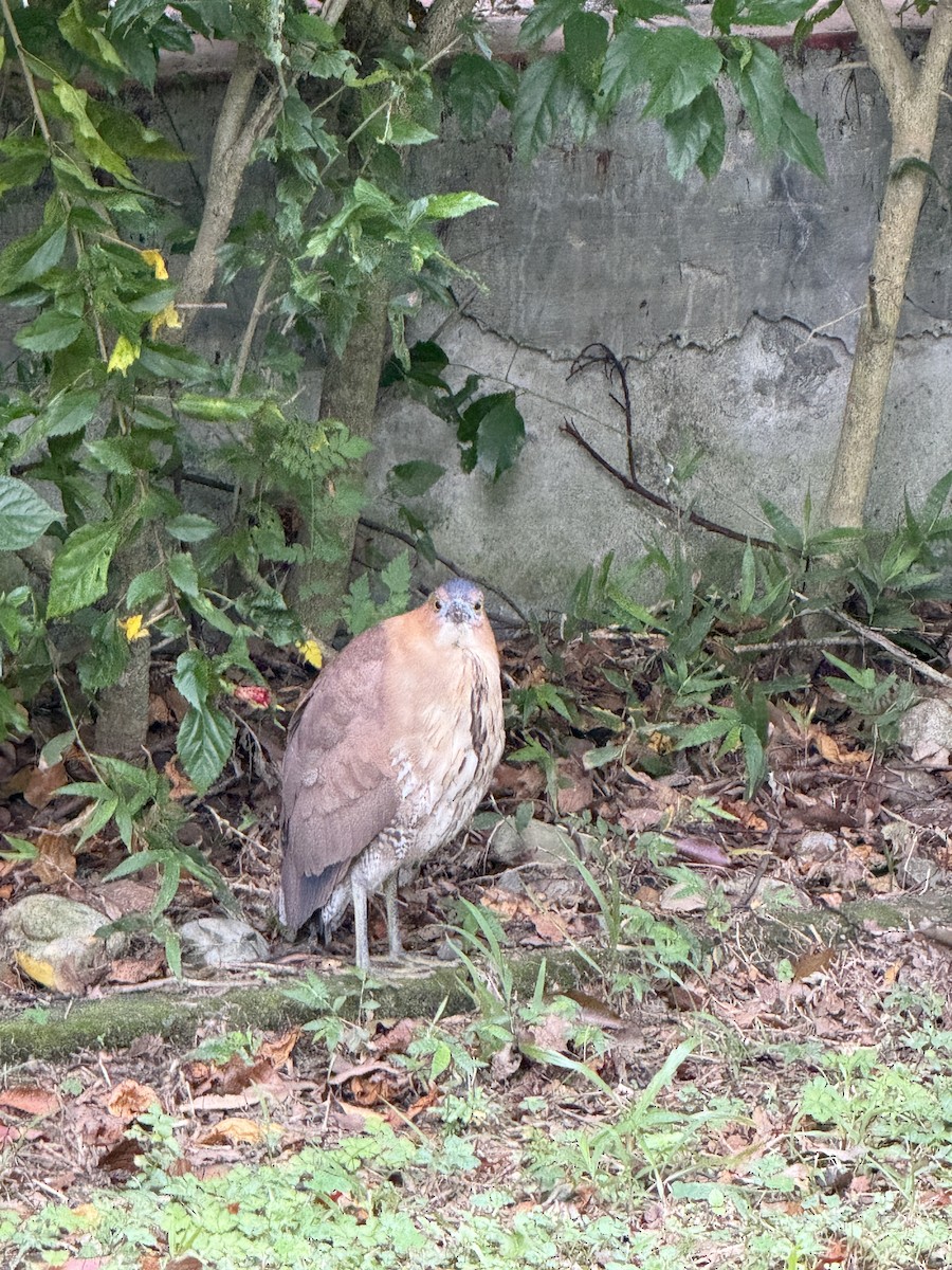 Malayan Night Heron - ML646280754