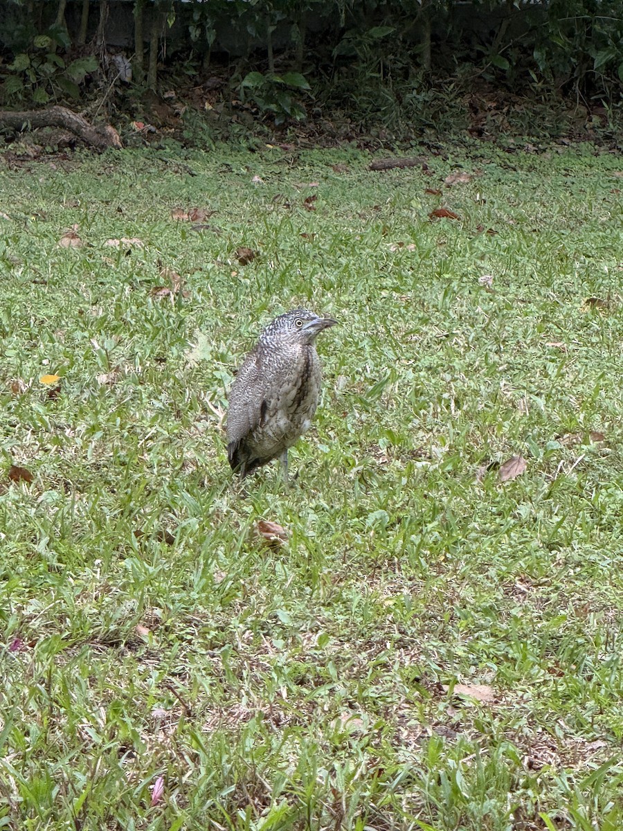 Malayan Night Heron - ML646280755