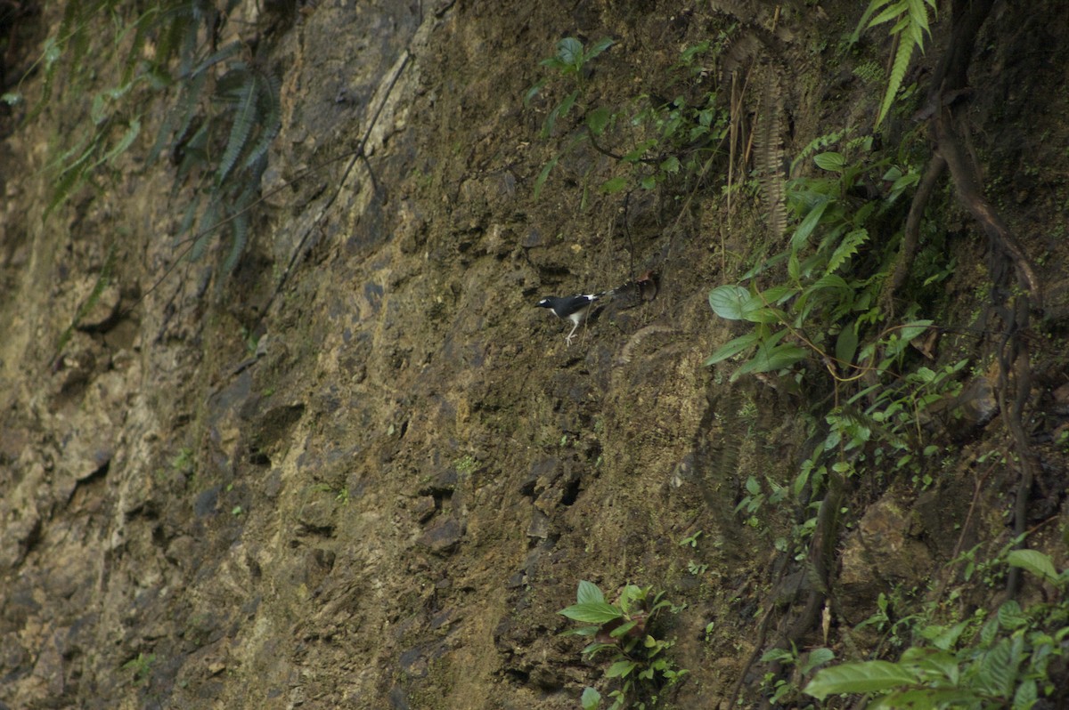 Sunda Forktail - ML646280756