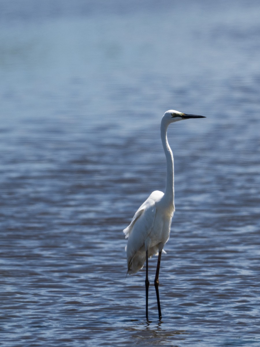 Great Egret - ML646280760