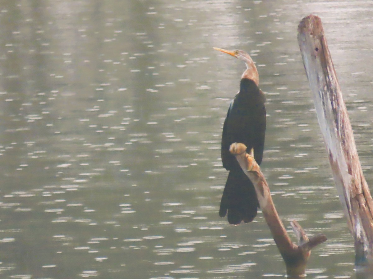 Oriental Darter - ML646280761