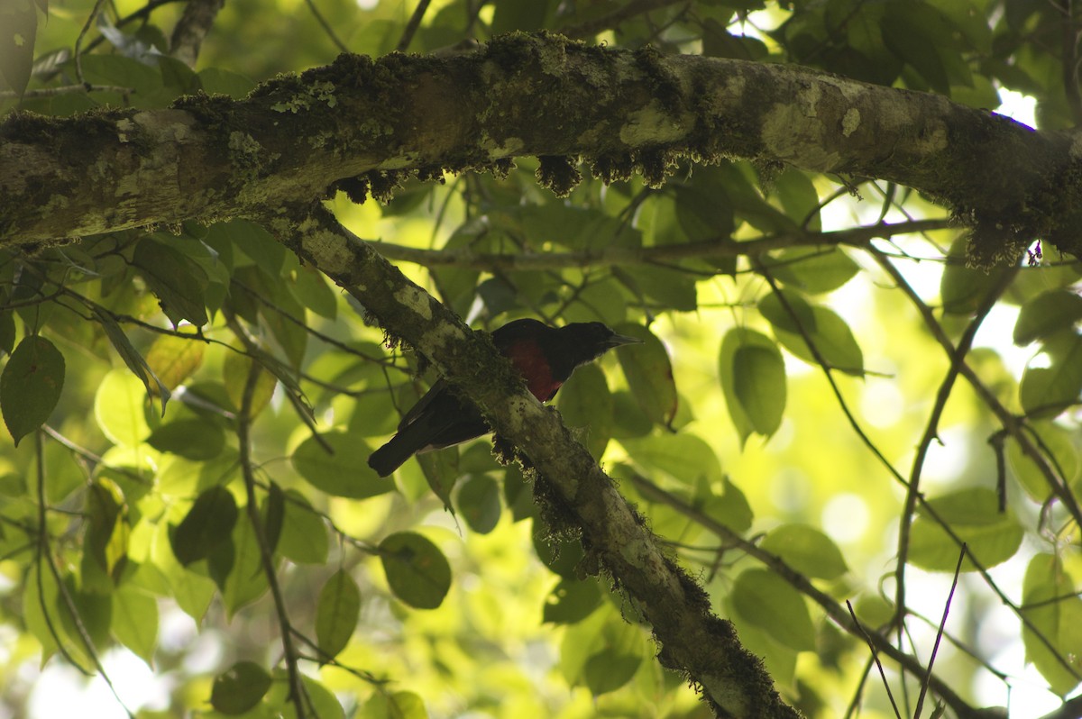 Black-and-crimson Oriole - ML646280762