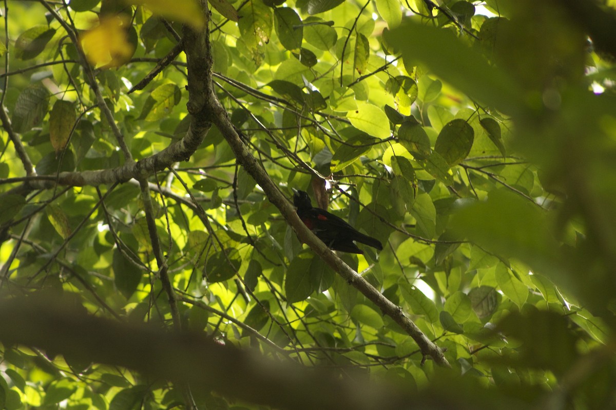Black-and-crimson Oriole - ML646280764