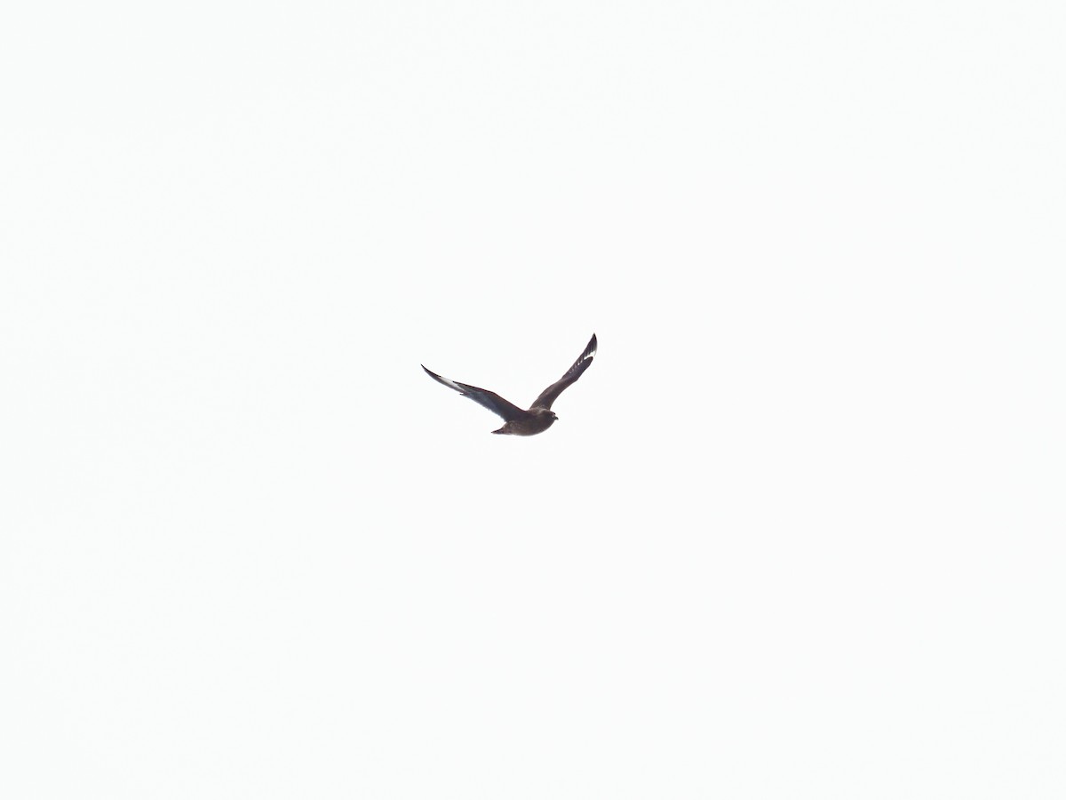 Great Skua - ML646280766