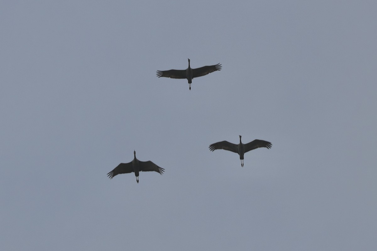 Sandhill Crane - ML646280775