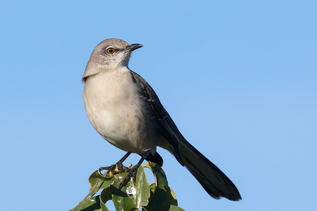 Northern Mockingbird - ML646280793