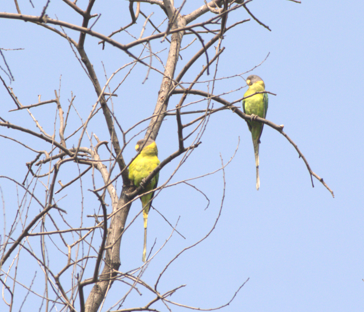 Perruche à tête prune - ML646280794