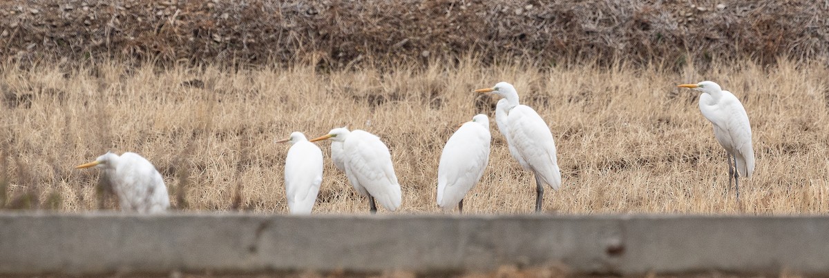 Great Egret (alba) - ML646280797