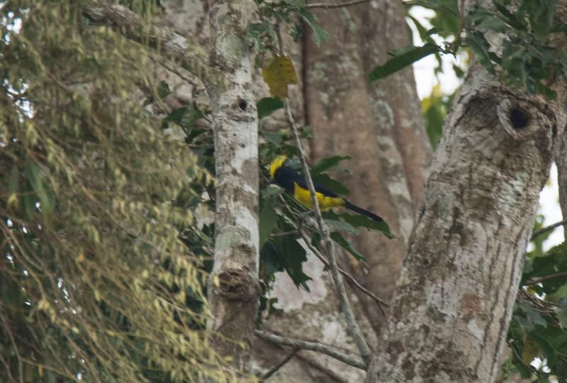 Sultan Tit (Yellow-crested) - ML646280801