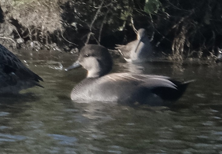 Gadwall - ML646280804