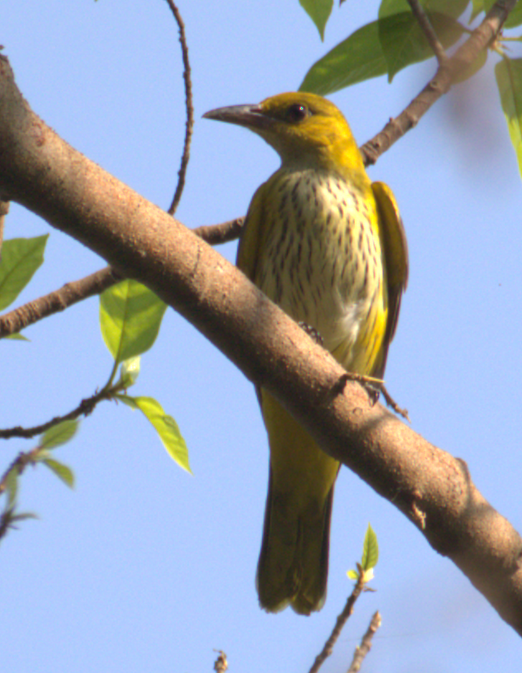 Black-naped Oriole - ML646280805