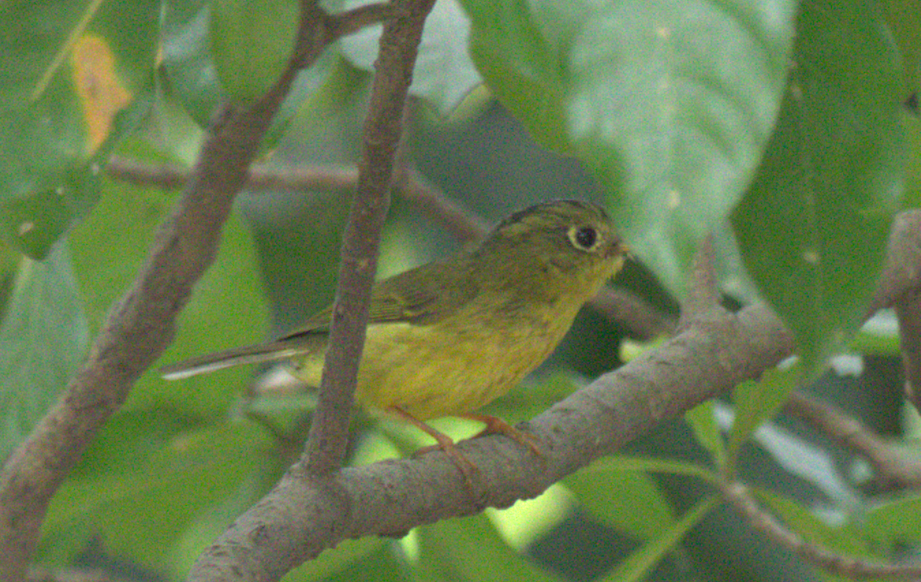 Whistler's Warbler - ML646280808