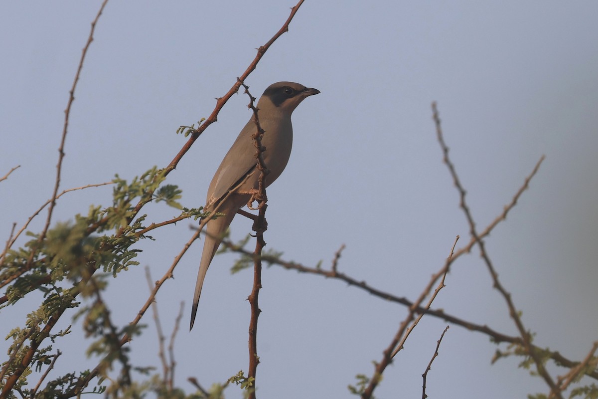 Свиристелевый сорокопут - ML646280831