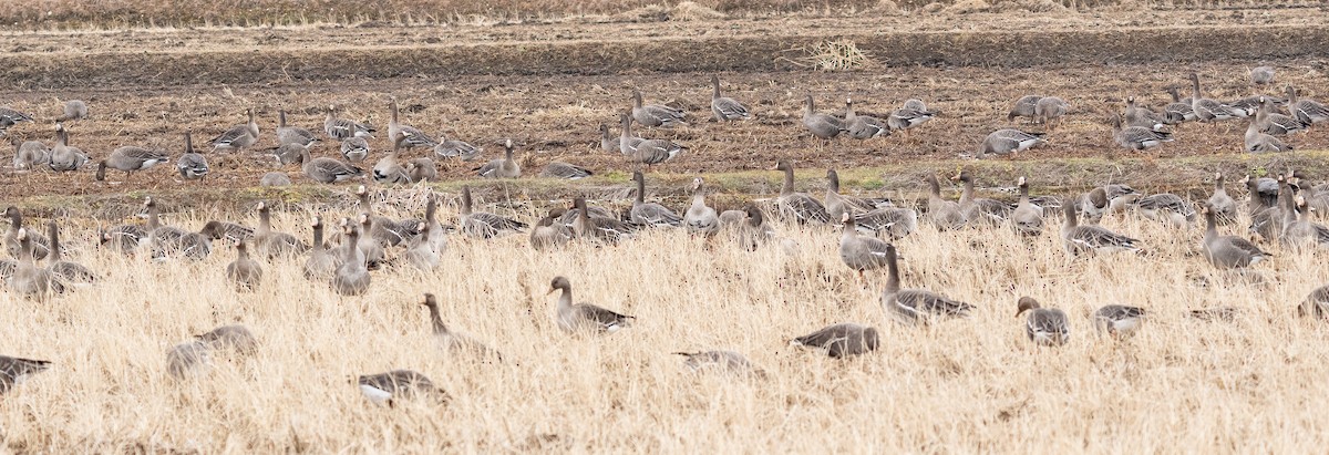 Белолобый гусь - ML646280836