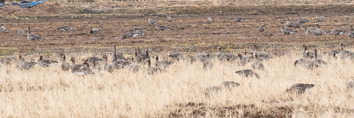 Белолобый гусь - ML646280837