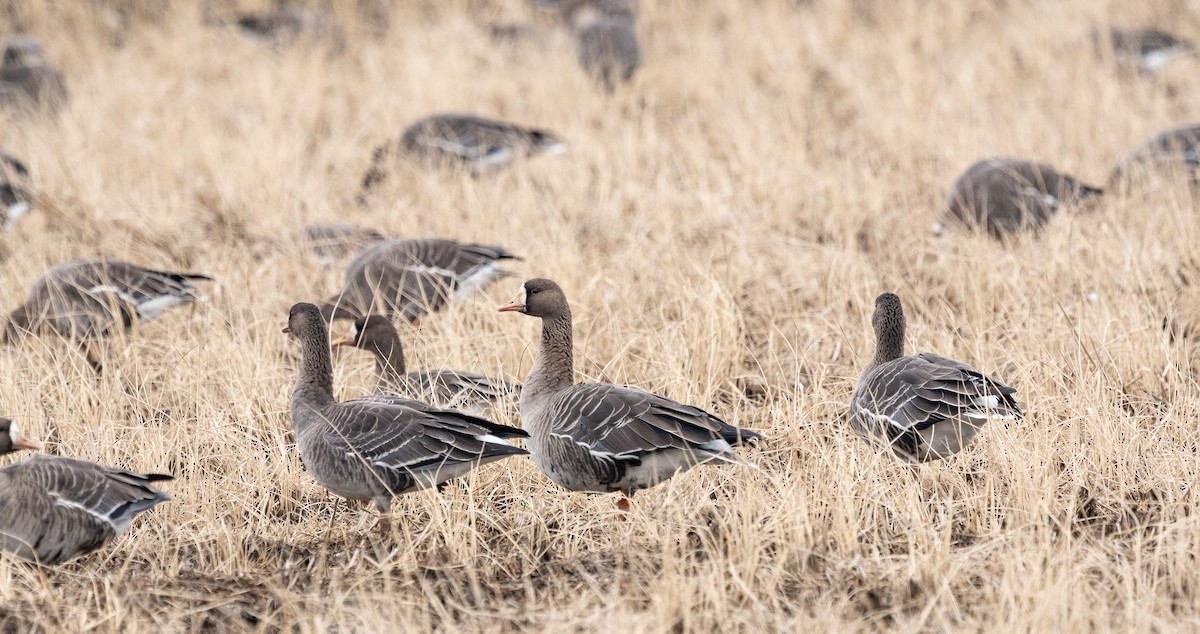 Белолобый гусь - ML646280838